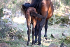 Sardegna_18set2019_5001c_Giara_cavalli-rid