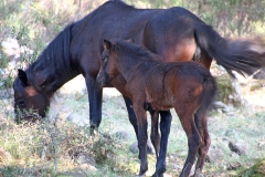 Sardegna_18set2019_5003c_Giara_cavalli-rid