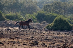 Sardegna_18set2019_5016c_Giara_cavalli-rid