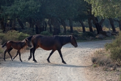 Sardegna_18set2019_5026c_Giara_cavalli-rid