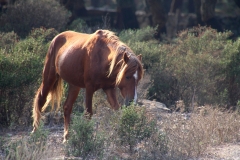 Sardegna_18set2019_5029c_Giara_cavalli-rid