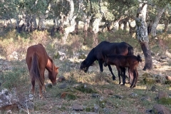 Sardegna_18set2019_8618c_fotoSusanna_Giara_cavalli-rid