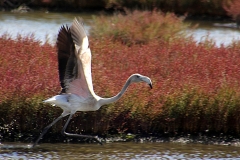 Sardegna_24set2019_5631c2_SenaArrubia-fenicotteri-rid