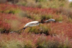 Sardegna_24set2019_5635c2_SenaArrubia-fenicotteri-rid