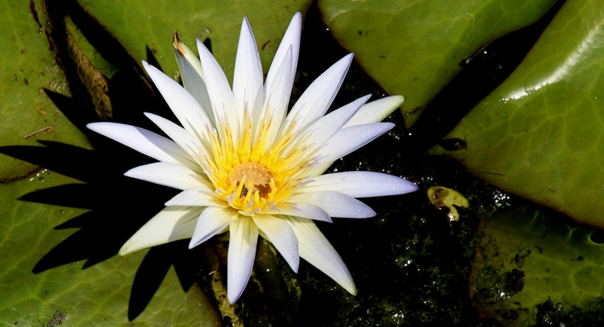 L’Orto botanico di Padova