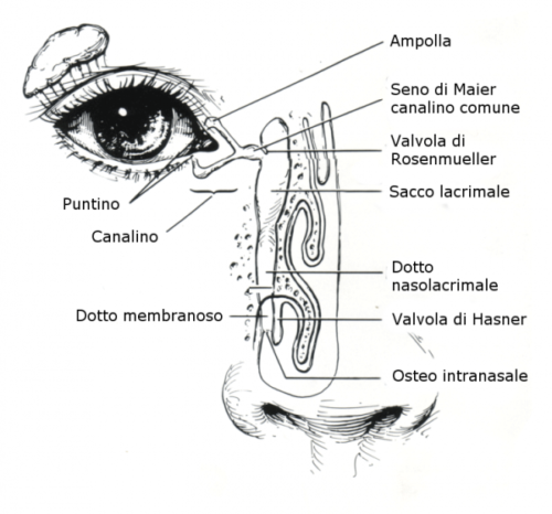 CasaBesana_dotti-lacrimali