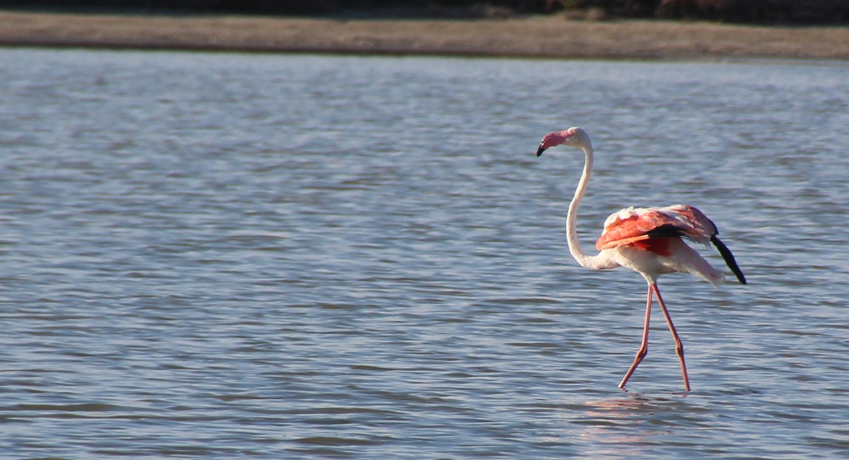 che incanto i fenicotteri rosa, i cavallini della Giara, le simpatiche pecore…