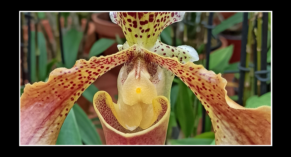 Le orchidee, straordinaria, misteriosa bellezza della natura…